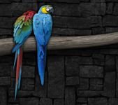 pic for colorful parrots 